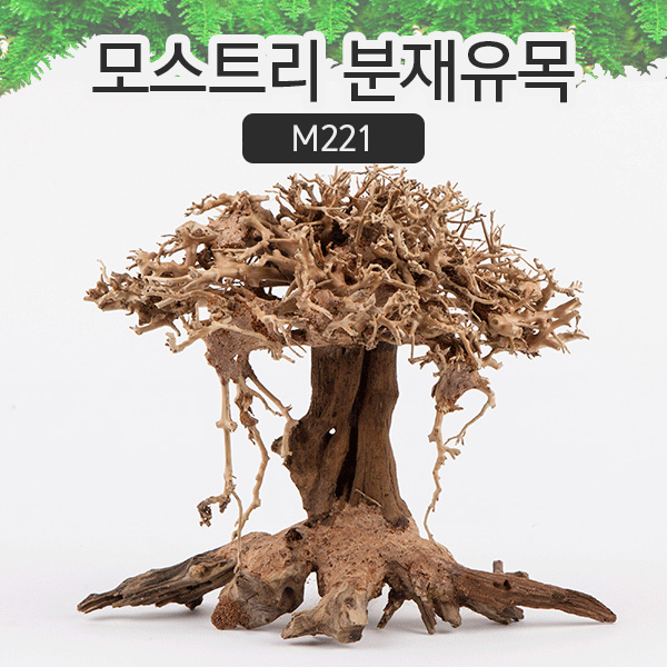 모스트리 분재유목(M) [M221]