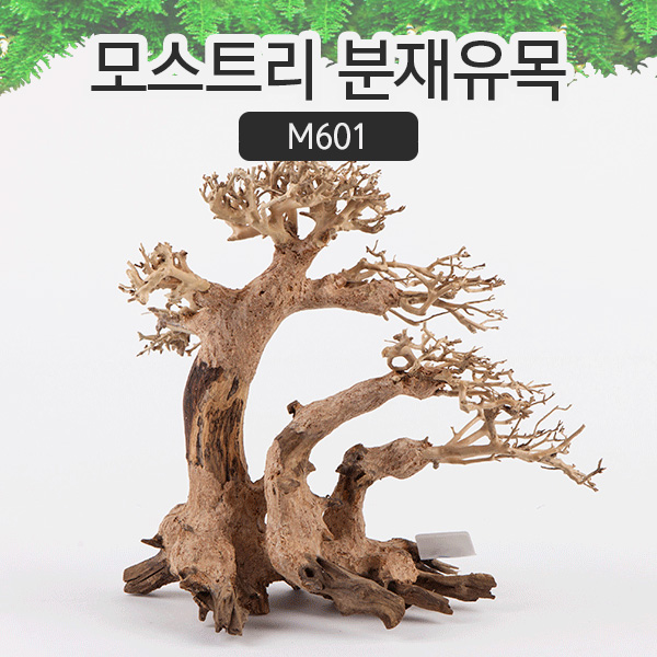 모스트리 분재유목(M) [M601]